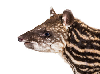 Obraz na płótnie Canvas Month old Brazilian tapir in front of white background