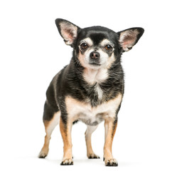 Chihuahua, 9 years old, sitting in front of white background