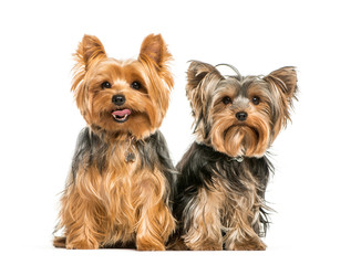 Yorkshire Terrier, 2 years old, sitting in front of white backgr