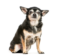 Chihuahua, 9 years old, sitting in front of white background