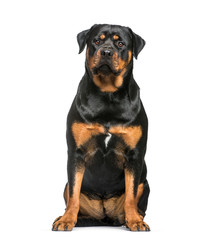 Rottweiler, 1 year old, sitting in front of white background