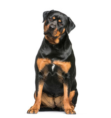 Rottweiler, 1 year old, sitting in front of white background - obrazy, fototapety, plakaty