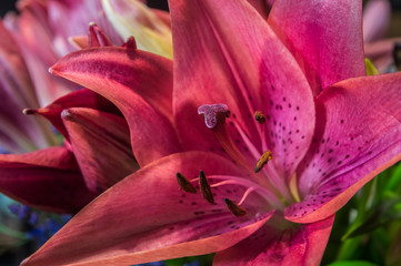 Fototapeta premium Lilie 1