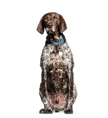 German Shorthaired Pointer, 6 years old, sitting in front of whi