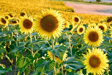 Obraz premium Sunflower by sunset