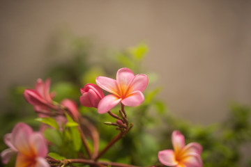 tender pink frangipani flowers on green background in tropical garden in Bali