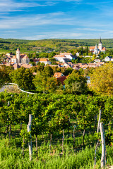 Fototapeta na wymiar vineyard and Pulkau, Austria