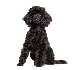 Poodle, 9 months old, sitting in front of white background