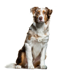 Australian Shepherd, 5 months old, sitting in front of white bac