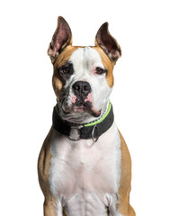 American Staffordshire Terrier, 2 years old, sitting in front of
