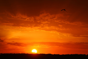 Magic red sunset with trees horizon with bird.