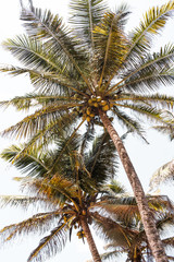 Fototapeta na wymiar Sri Lanka Palms