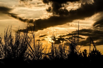 Sfondo di paesaggio al tramonto con sagome di piante in primo piano