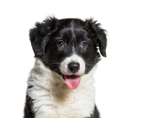Border Collie, 9 weeks old, in front of white background
