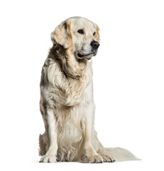 Golden Retriever, 5 years old, sitting in front of white backgro