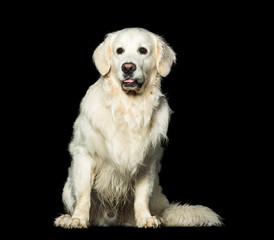 Golden Retriever, 2 years old, in front of black background