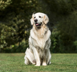 Golden Retriever, 2 years old, in park