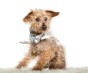 old Mixed-breed dog sitting in front of white background