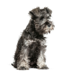 Miniature Schnauzer, 3 months old, sitting in front of white bac