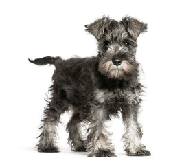 Miniature Schnauzer, 3 months old, in front of white background