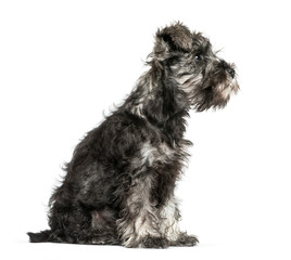 Miniature Schnauzer, 3 months old, sitting in front of white bac