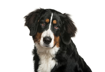 Bernese Mountain Dog, 6 months old, in front of white background