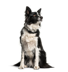 Border Collie, 1 year old, sitting in front of white background