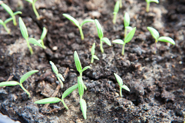 Selective close-up of green seedling. Green salad growing from seed