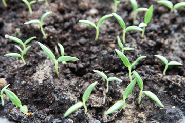 Selective close-up of green seedling. Green salad growing from seed