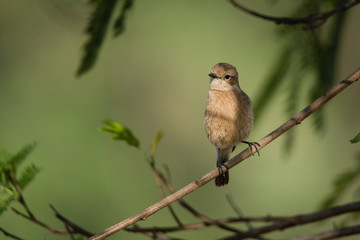 Female pied bush chat
