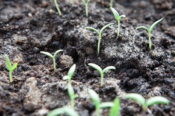 Selective close-up of green seedling. Green salad growing from seed