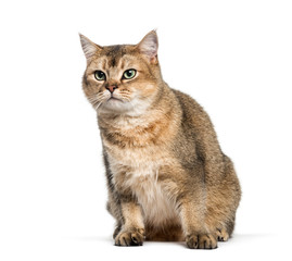 British Shorthair, 1 year old, sitting in front of white backgro