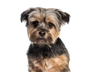 Mixed-breed dog, 3 years old, in front of white background