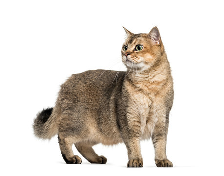 British Shorthair, 1 year old, in front of white background