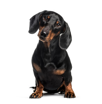 Dachshund, sausage dog, 1 year old, sitting in front of white ba