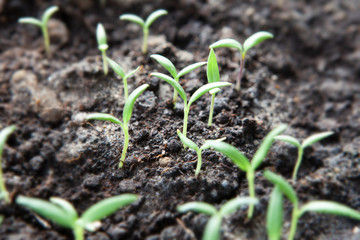 Selective close-up of green seedling. Green salad growing from seed