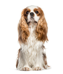 Cavalier King Charles, 2 years old, sitting in front of white ba