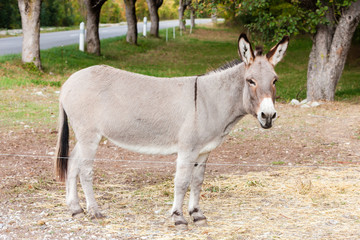 Obraz na płótnie Canvas donkey, Alpes de Haute Provence Departement, France