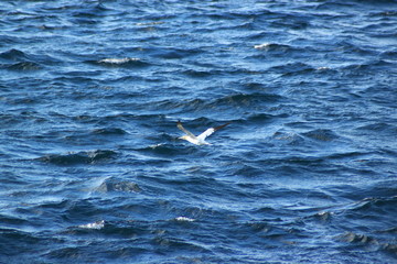 Gannet on trip