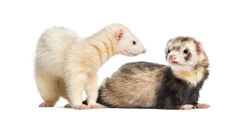 Ferret, 1 year old, lying in front of white background