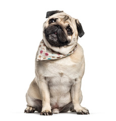 Pug, 3 years old, sitting in front of white background
