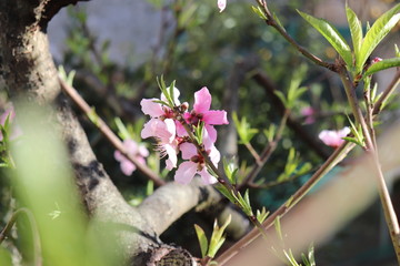  peach flower