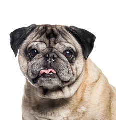 Pug, 7 years old, in front of white background