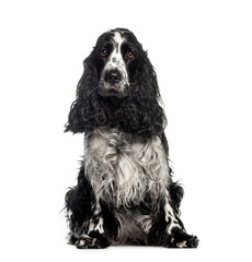 Cocker Spaniel, 3 years old, sitting in front of white backgroun