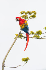 The scarlet macaw (Ara macao)