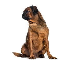 Petit brabancon, 3 years old, sitting in front of white backgrou