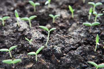Selective close-up of green seedling. Green salad growing from seed