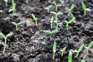 Selective close-up of green seedling. Green salad growing from seed