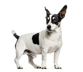 Jack Russell, 12 years old, in front of white background