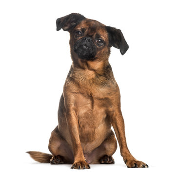 Petit brabancon, 3 years old, sitting in front of white backgrou
